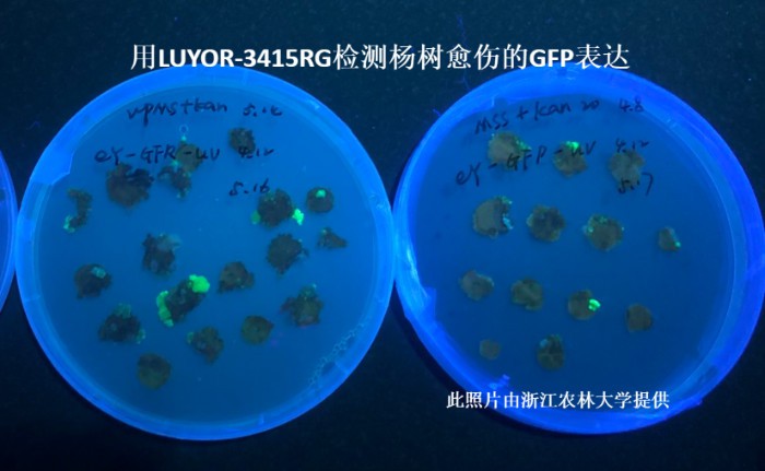 LUYOR-3145RG觀察楊樹愈傷組織中的gfp熒光蛋白的表達
